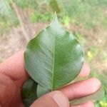 Dalbergia sissoo Leaf