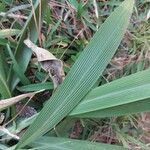 Setaria palmifolia Leaf