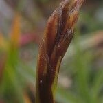 Carex uncinioides 花