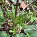 Anemone palmata Blad