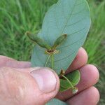 Monanthotaxis trichocarpa Frucht