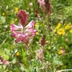 Onobrychis viciifoliaBlüte