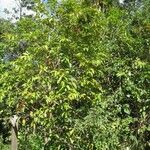 Syzygium cymosum Pokrój