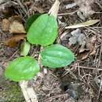 Smilax glauca ഇല