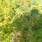 Muehlenbeckia hastulata Hoja