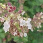 Teucrium botrys Fleur