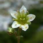 Saxifraga moschata Blodyn