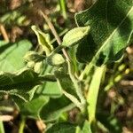 Solanum dimidiatum Fruit