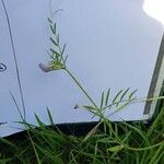 Vicia peregrina Flower