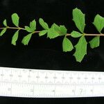 Berberis asiatica Habitus