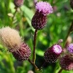 Serratula tinctoria Flors