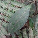 Impatiens firmula Hoja