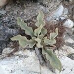 Verbascum niveum List