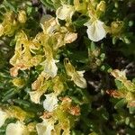 Teucrium montanum Blomma