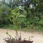 Epidendrum nocturnum Ліст