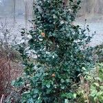 Camellia sasanqua Elinympäristö