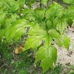 Tacca leontopetaloides Liść