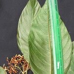 Hamelia magnifolia Máis