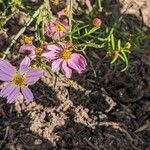 Coreopsis rosea Flower