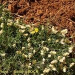 Genista boissieri Libunga