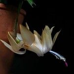 Schlumbergera truncata Цвят