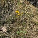 Hypericum perforatumFiore