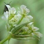 Chaerophyllum aureum Flor