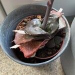 Gasteria glomerata Hoja