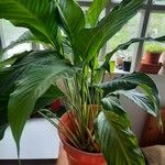 Spathiphyllum floribundumLehti