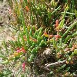 Salicornia neei Лист