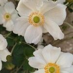 Anemone hupehensis Blüte