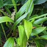 Coelogyne trinervis Yaprak