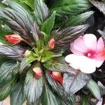 Impatiens wallerianaLeaf