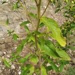 Inula conyza Blatt