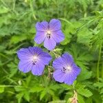 Geranium pratenseFleur