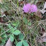 Trifolium pratense आदत