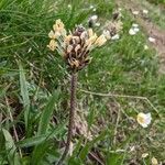 Plantago atrata Bloem