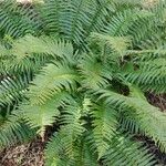 Polystichum munitum Foglia