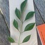 Fraxinus griffithii Leaf