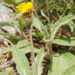 Hieracium pannosum (Flower)