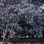 Rhododendron hodgsonii Habit