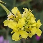 Rapistrum rugosum Λουλούδι