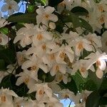 Styrax japonicus Цветок