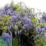 Wisteria sinensis Alkat (teljes növény)