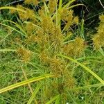 Cyperus strigosus 葉