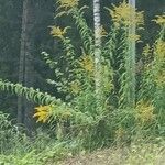 Solidago canadensisЦвят