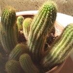 Echinopsis huascha Hoja