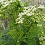 Cicuta maculata Folha