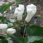 Ipomoea arborescens Flower