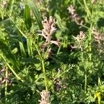 Fumaria agraria Hoja